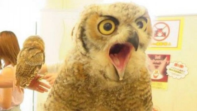 Японци си пият кафето заедно с бухал в нестандартно заведение