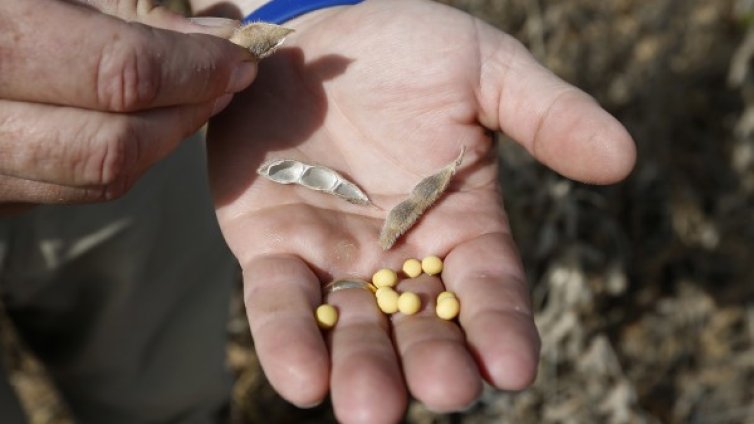 Можем да се предпазим от диабет с бобови култури