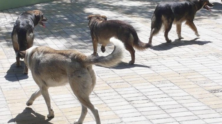 Бездомните животни в София са намалели чувствително