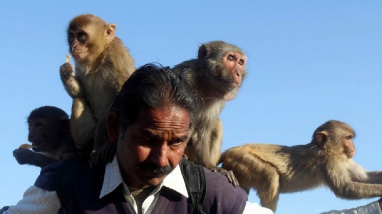 Маймуна ще наследи богатството на бездетна индийска двойка