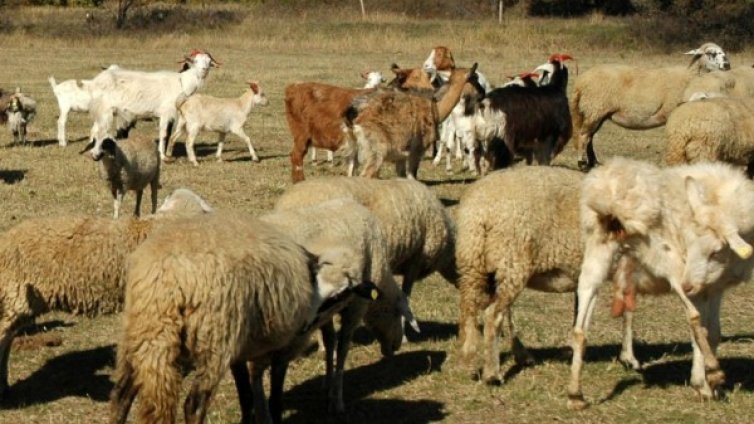 И други болести застрашават животните, освен синия език