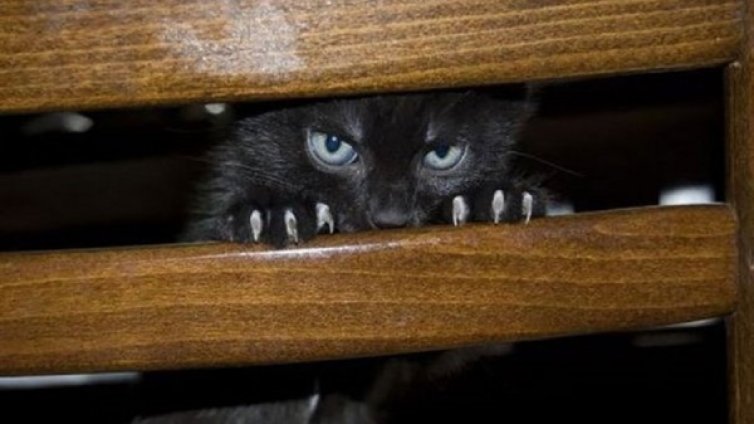 Храни куче, да те лае... ала и при котките е така