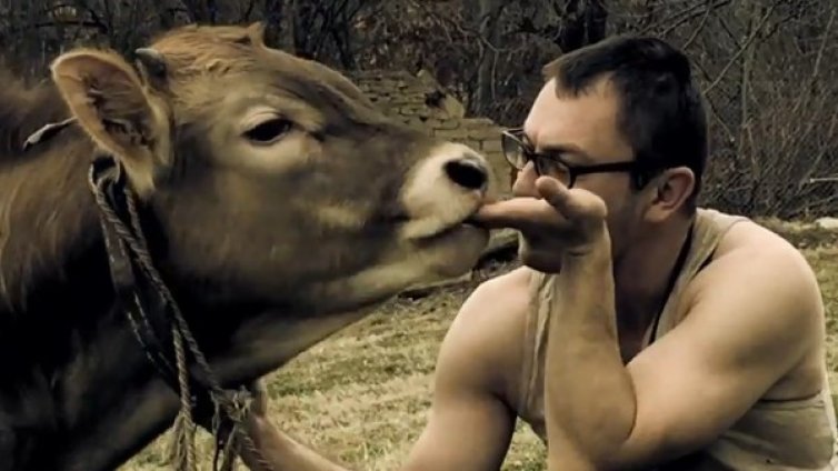 Бичето се развихри сред крави в нов клип