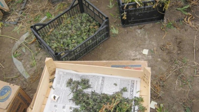 Оранжерии за канабис разбити в Монтанско