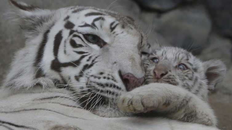 Денят в снимки