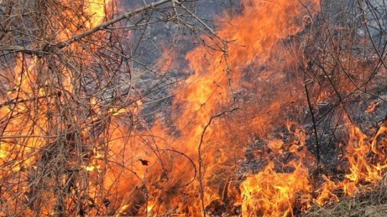 Пожар обхвана 300 дка гора в "Държавно горско стопанство"-Струмяни