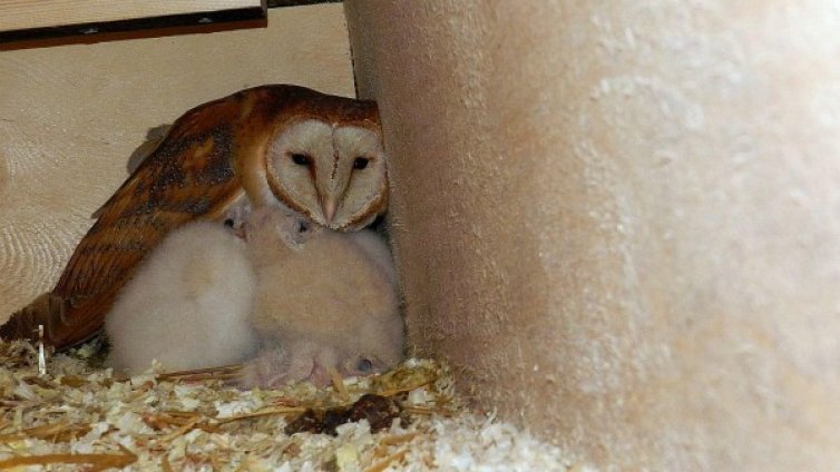 Спасиха сова и малките й от строеж в Тополовград