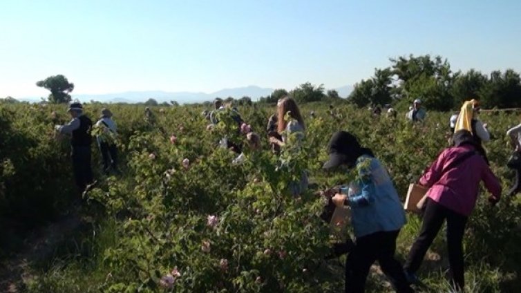 Розоберът почна, розите &ndash; 30% по-малко