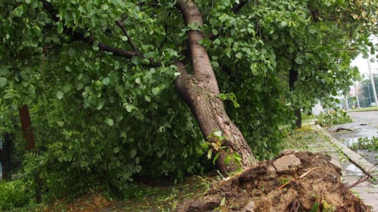 Спряха движението край Сточна гара заради наклонено дърво