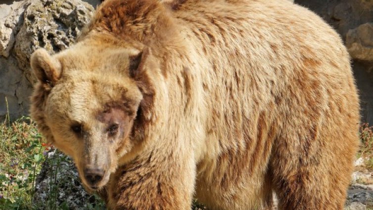 Мечка нападна пчелин и си похапна мед 