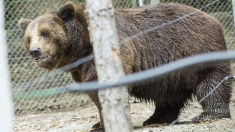 Мечките Бойка и Станди стъпиха в новия си дом 