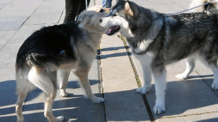 Най-много осиновени кучета - в Русе, София, Бургас