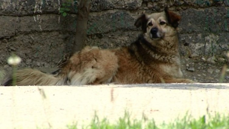 Осиновяването на куче - добра постъпка с много плюсове