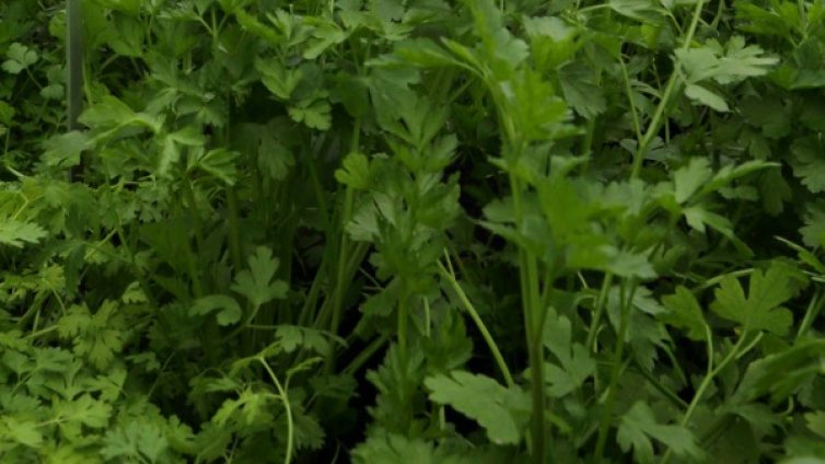 Магданоз &ndash; бомба от витамин K, полезна срещу диабет