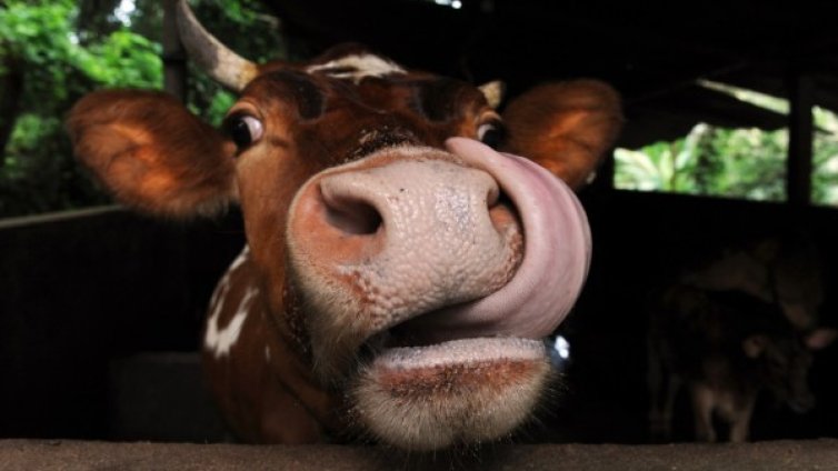 Кажи Му-у-у, муцуна залепи и докажи, че си ти