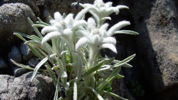 Банско обсъжда проекта за Национален парк "Пирин"