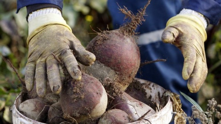 Червено цвекло &ndash; ценна храна за мозъка