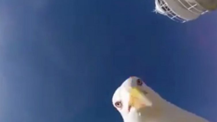 Нахална чайка открадна камера и... Селфи