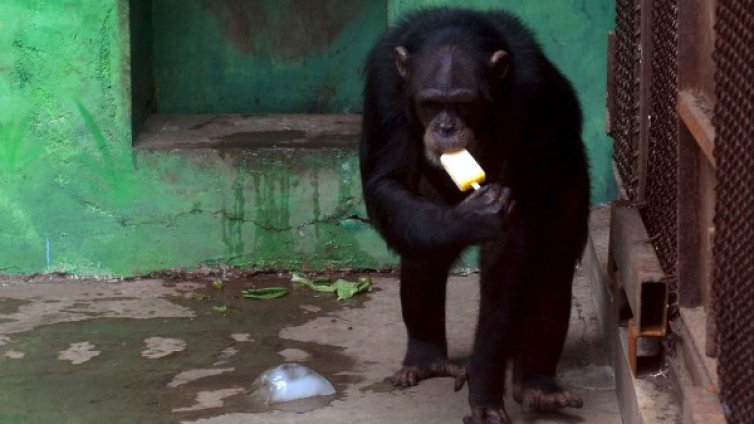 Ръката на човека по-примитивна от тази на шимпанзетата