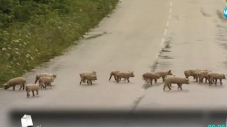 20 прасенца превзеха оживен път, майката нехае