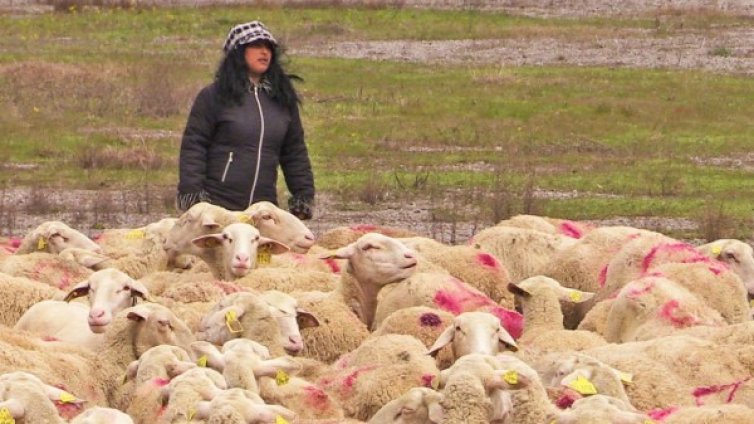 Пасищата &ndash; под наем на стопани с животни