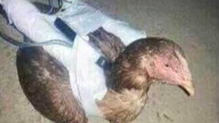 Кокошки камикадзета воюват за Ислямска държава