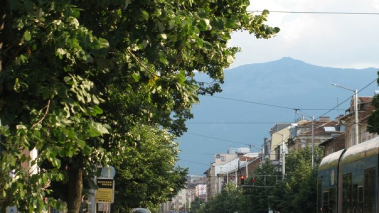 Дърветата &ndash; най-добри зелени приятели