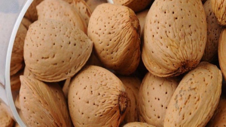 24 арестa за банда, крадяла бадеми край Сливен