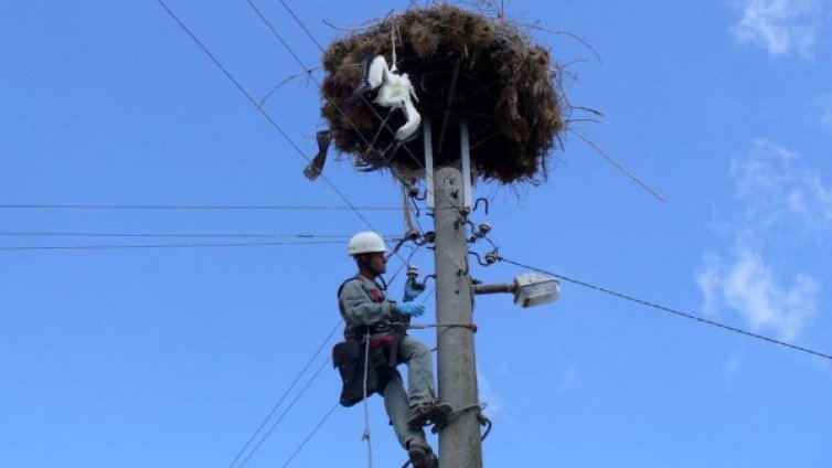 Спасиха щъркел, оплетен в сезал