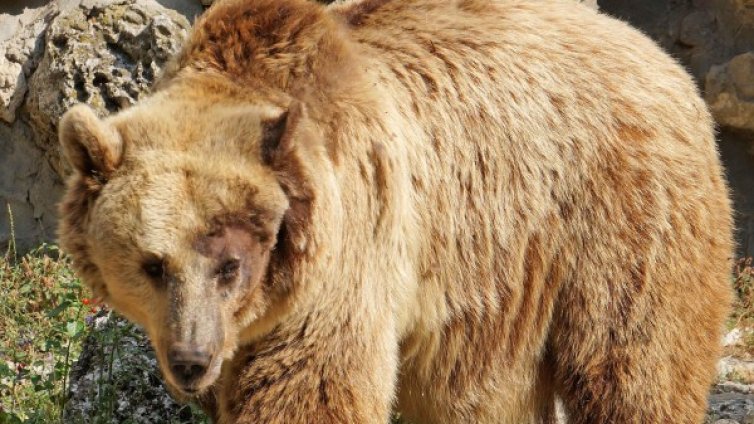 Мечка беглец вдигна на крак службите в Плевен