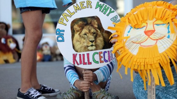 Зимбабве разследва нов случай на незаконно убит лъв 