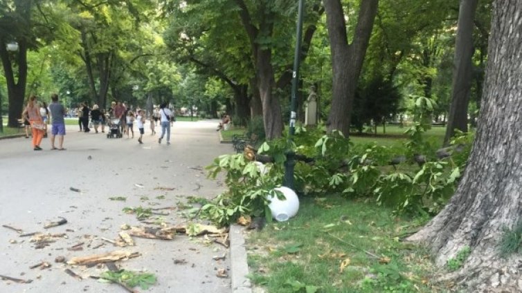 Масивен клон падна, рани двама на пейка в Пловдив 