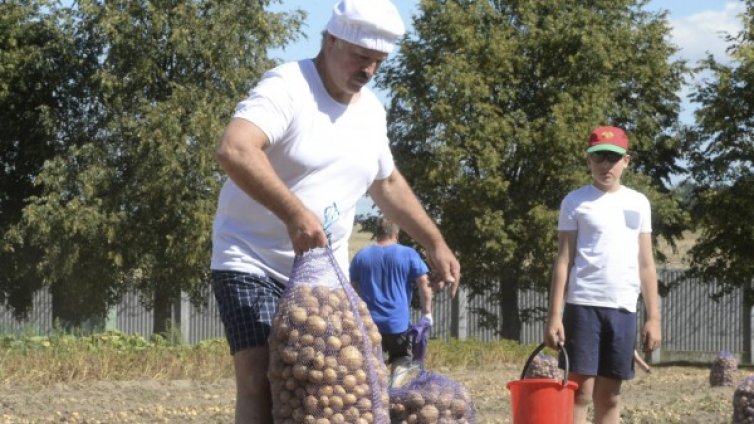 Лукашенко с богат урожай &ndash; 70 чувалчета с картофи