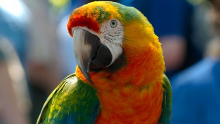 Циничен папагал – подсъдим за задявки