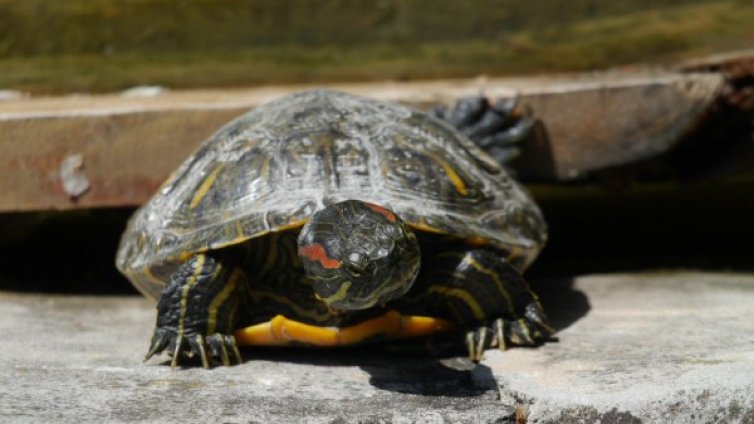 Пуснаха 17 костенурки в защитена зона "Драгоман" 