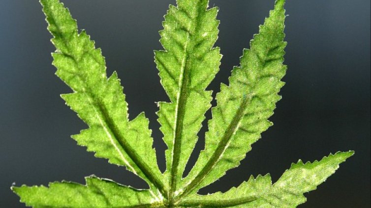 Унищожиха над 100 растения канабис в Ключ