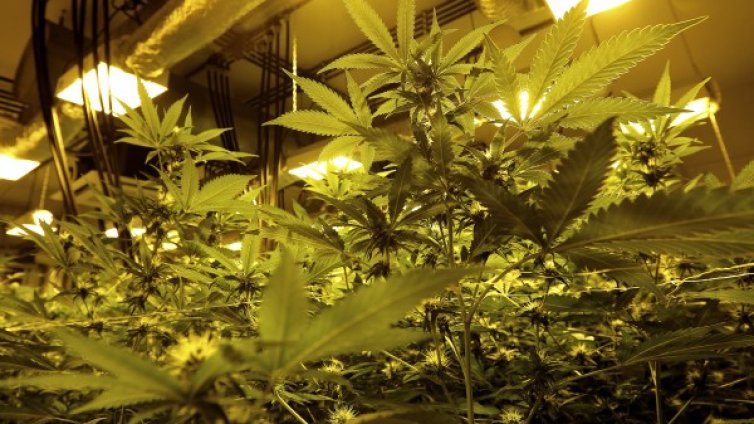 18 кг трева намериха в пазарджишко село