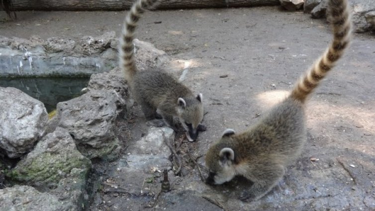 Носати мечета &ndash; новите обитатели на зоопарк Варна