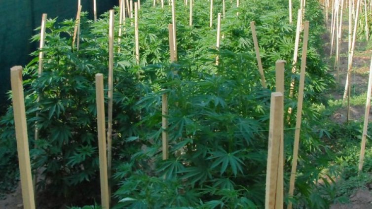 Белезници за трима, отглеждали канабис в Пловдивско