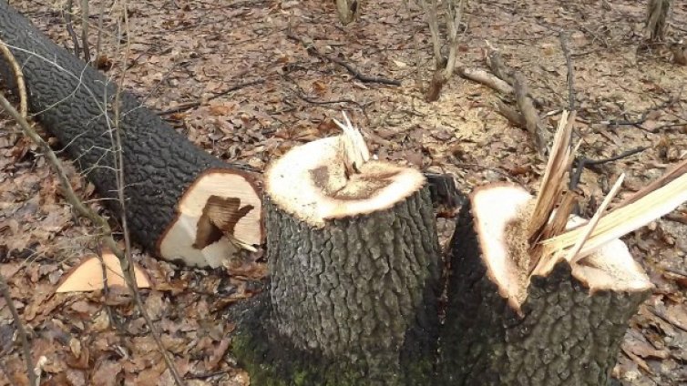 Роми бракониери нападнаха горски в община Самоков