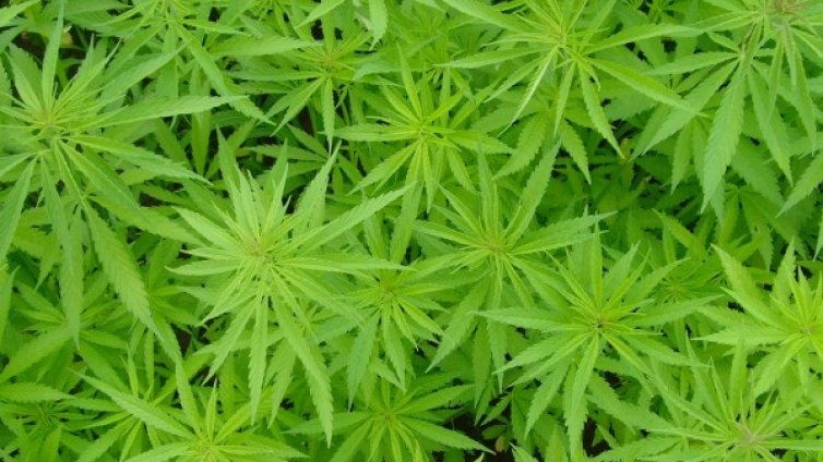 Втори удар в Петричко: Спипаха над 2,5 тона канабис