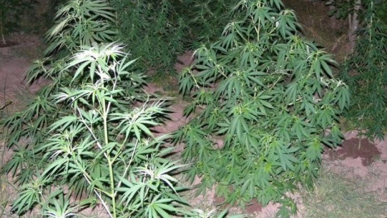 Полицаи откриха 407 кг канабис край Петрич