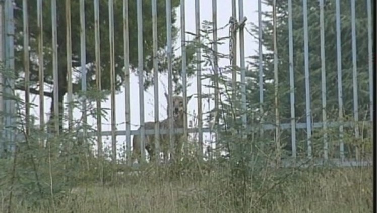 Край на търсенето: Вълчицата беглец хвана гората