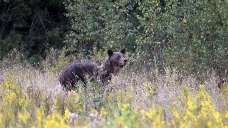 Мъж пострада при нападение на мечка, влязла в обора му