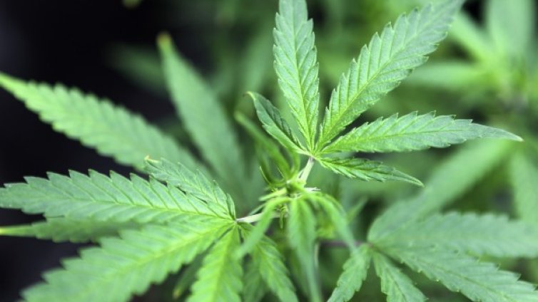 Закопчаха 53-годишна, отглеждала си канабис