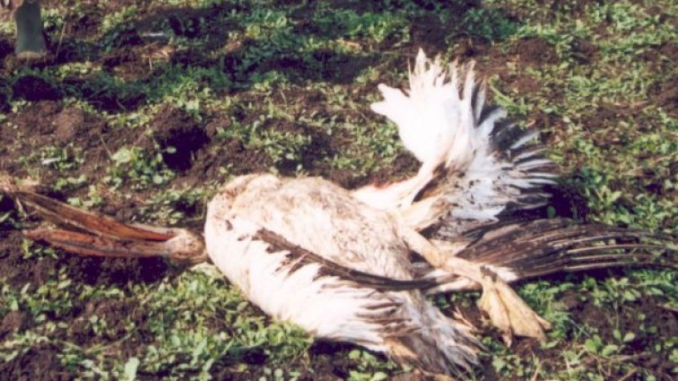 Мъртви пеликани открити в покрайнините на Бургас