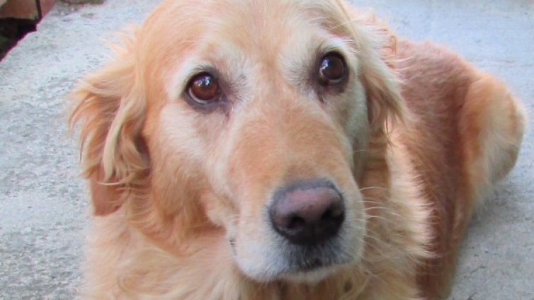 Чара надуши 42 кг. хероин в джантите на камион