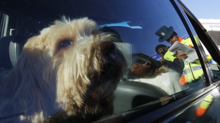 Г-н Полицай, не карах аз пил... кучето беше!