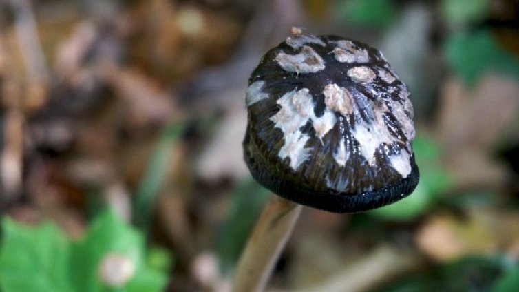 Пъстри, красиви и опасни &ndash; сезонът на гъбите започна