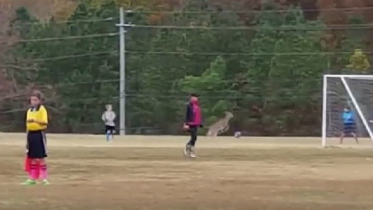 Сърна-футболист отбеляза чист гол